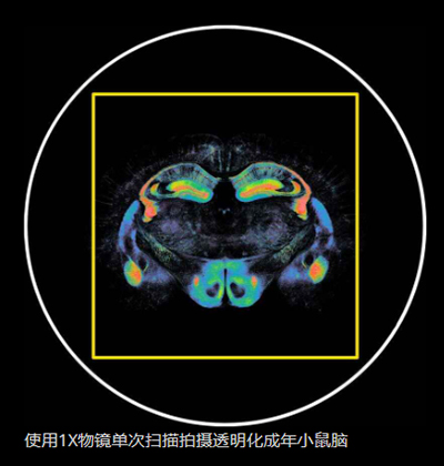 使用1X物镜单次扫描拍摄透明化成年小鼠脑