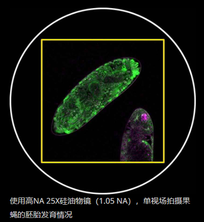 使用高NA 25X硅油物镜（1.05 NA），单视场拍摄果蝇的胚胎发育情况