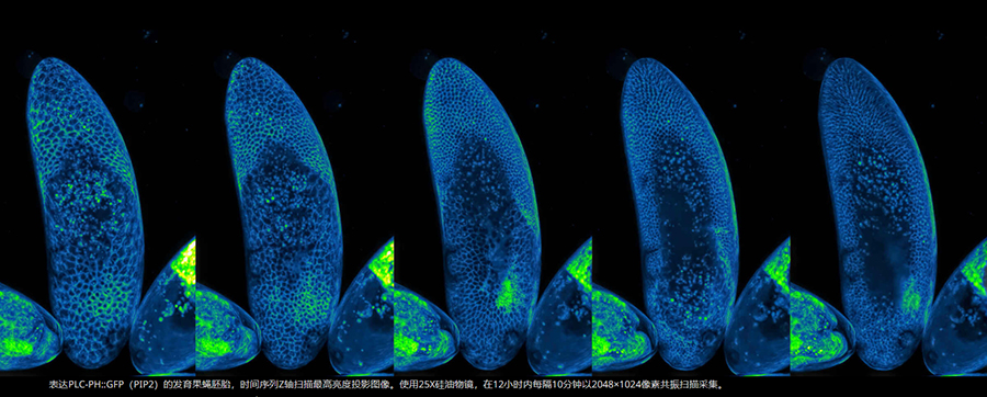 表达PLC-PH::GFP（PIP2）的发育果蝇胚胎，时间序列Z轴扫描最高亮度投影图像。使用25X硅油物镜，在12小时内每隔10分钟以2048×1024像素共振扫描采集。