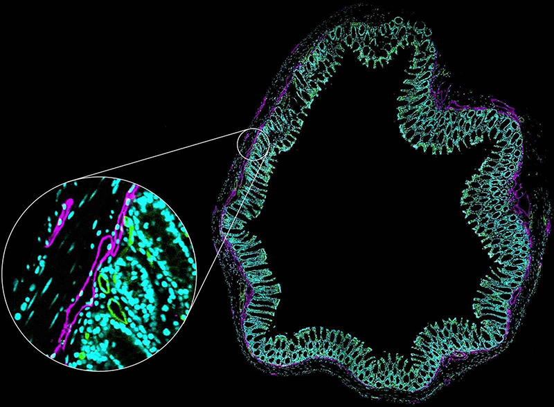 表达PLC-PH::GFP（PIP2）的发育果蝇胚胎，时间序列Z轴扫描最高亮度投影图像。使用25X硅油物镜，在12小时内每隔10分钟以2048×1024像素共振扫描采集。
