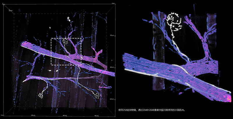 使用25X硅油物镜，通过2048×2048像素共振扫描得到的小鼠肌肉。