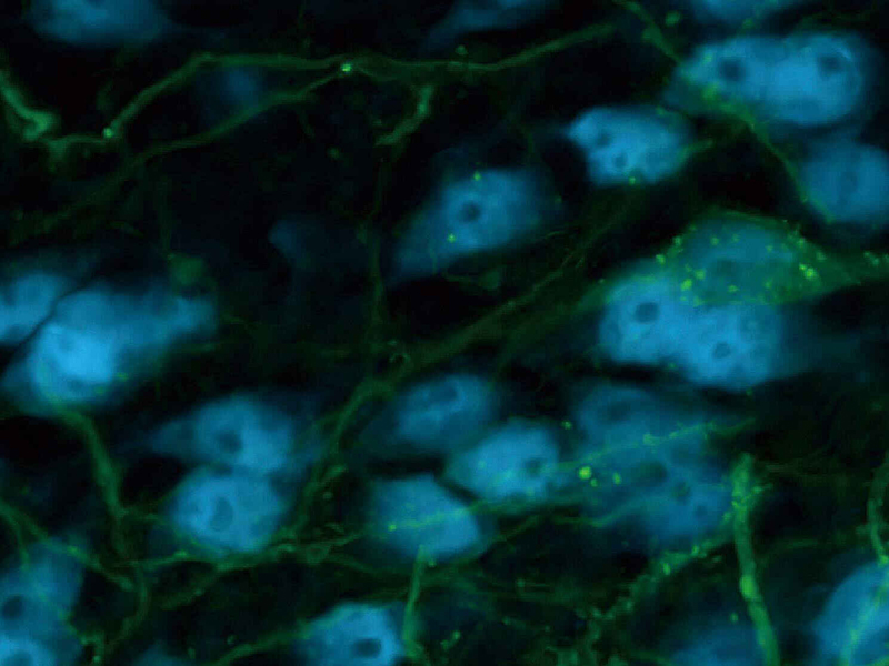 使用可由用户自定义波段的DUX-VB检测器单元和60X水浸物镜（NA 1.27），通过2048×2048像素的共振扫描采集到的狨脑Z轴最高亮度投影图像。