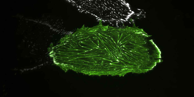 全反射荧光（TIRF）